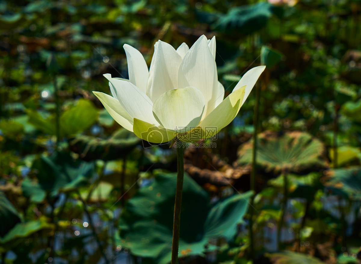夏日莲花