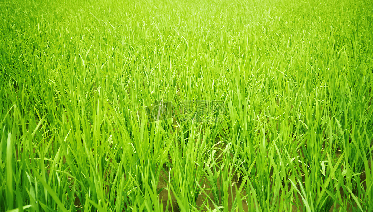 阳光下的稻田