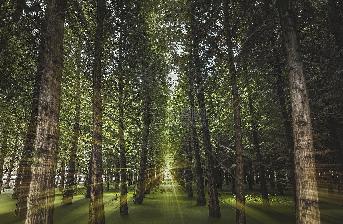 阳光穿过树林照射青草地高清图片下载-正版图片500660565-摄图网