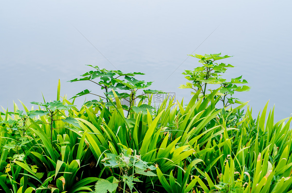 夏天的花草与植物