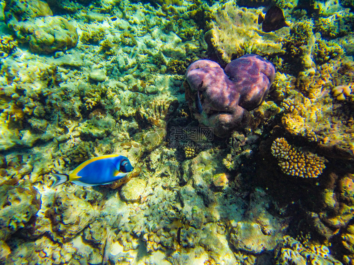 马尔代夫珊瑚白化-七彩假期
