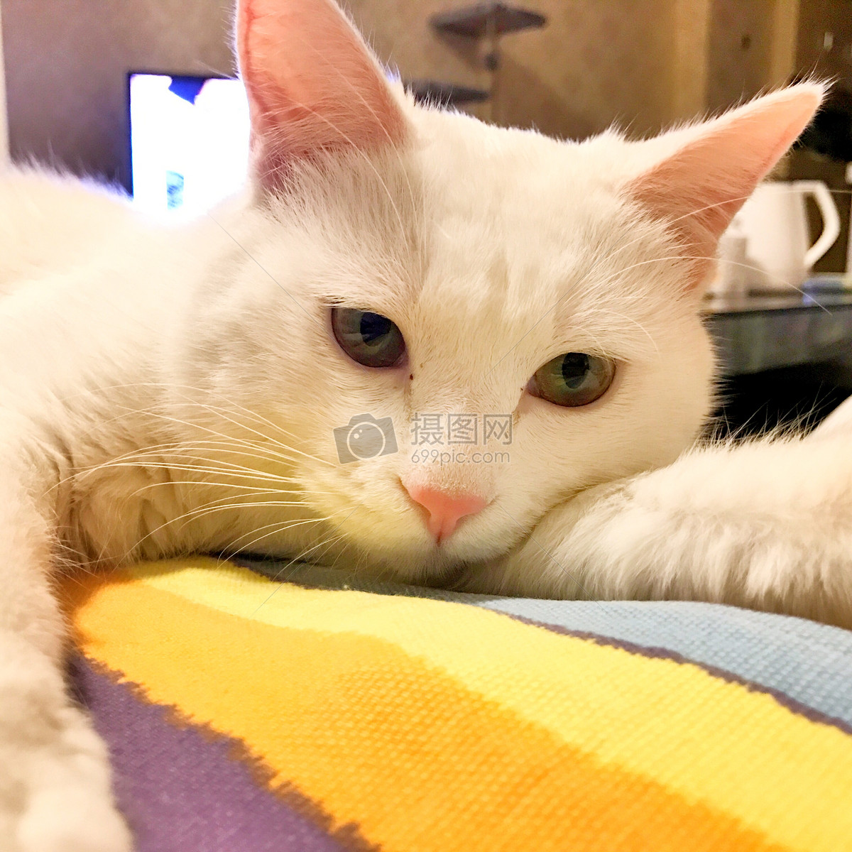 图片 照片 自然风景 猫咪jpg