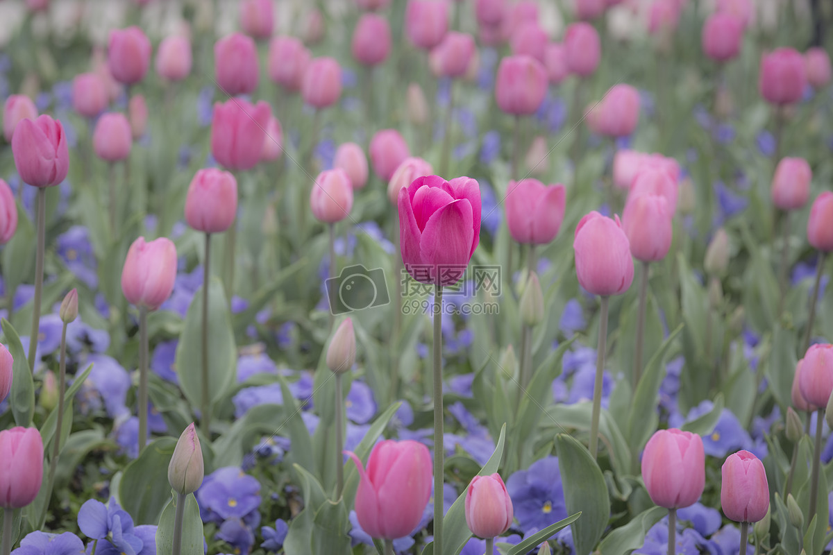 郁金香花海背景壁纸