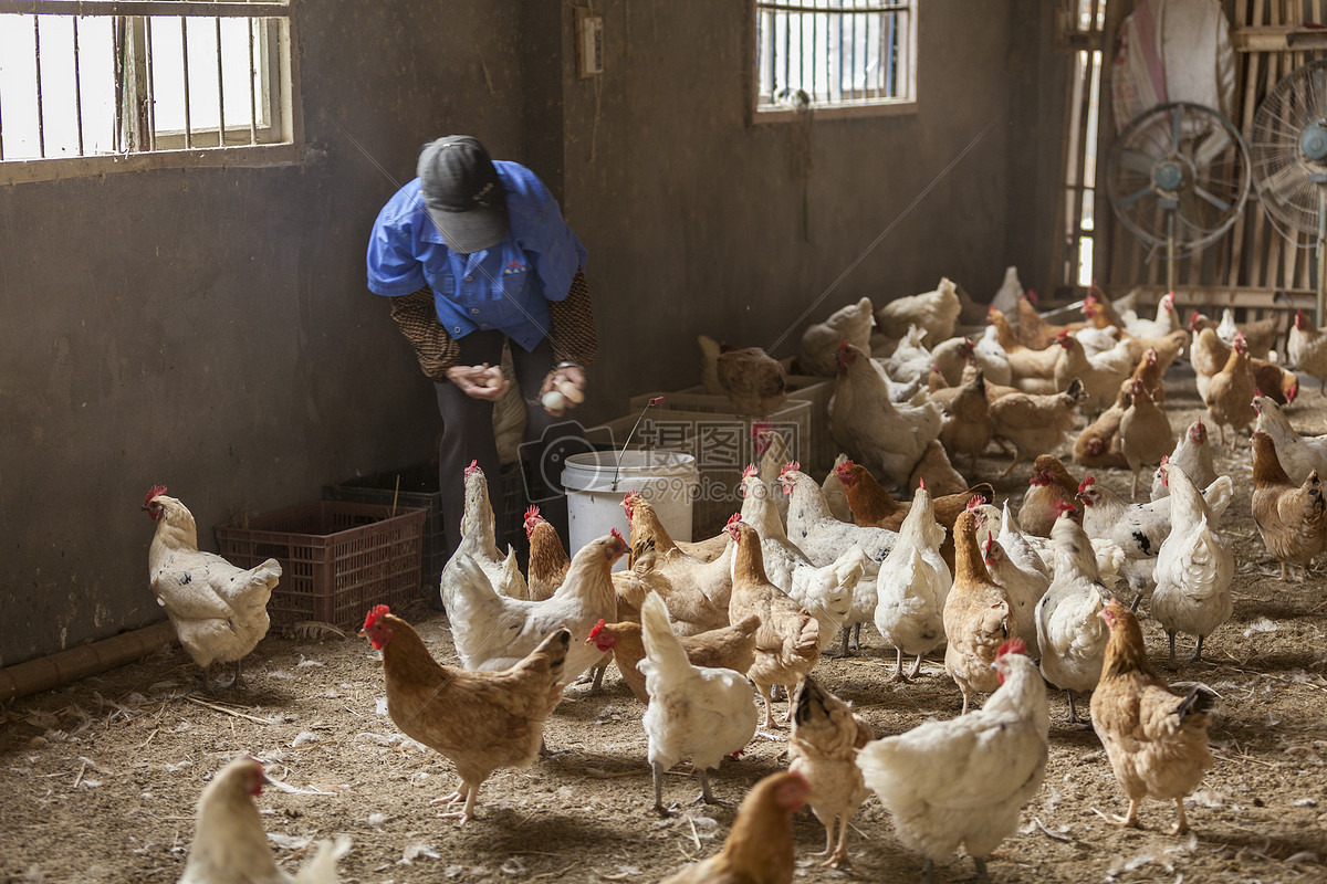 养鸡发酵床制作方法-发酵床养鸡的制作方法？鸡舍的建造？