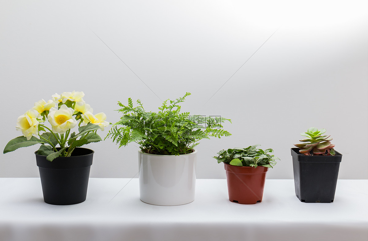 盆栽植物一般有哪些，室内小盆栽花卉图片大全及种植-室内植物 小盆栽植物图片 室内盆栽植物怎么养