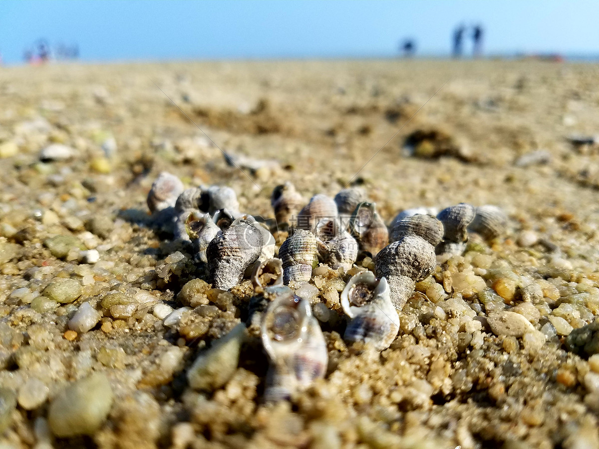 沙滩的小海螺