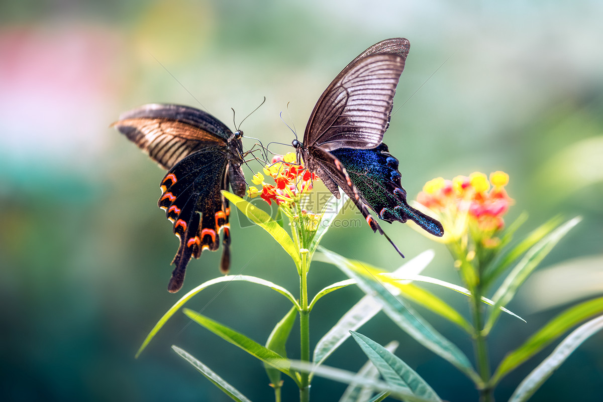 春天花丛中飞舞的蝴蝶高清图片下载-正版图片500804024-摄图网