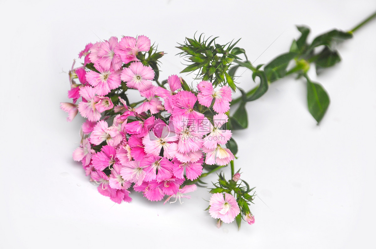 粉色的花春花卉高清图片素材