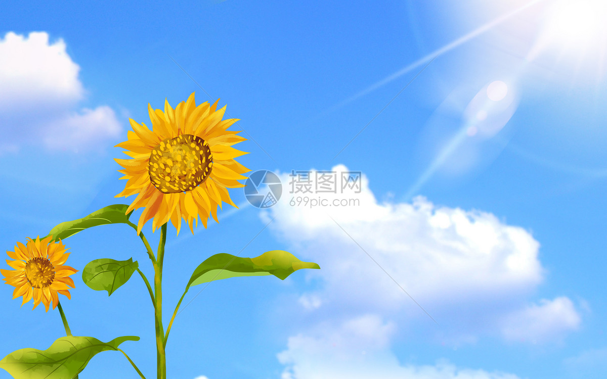 代表希望的微笑的太阳花图片素材-正版创意图片-摄