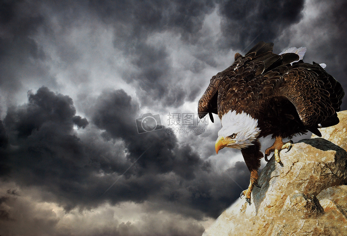 霸气的老鹰图片素材-正版创意图片500522743-摄图网
