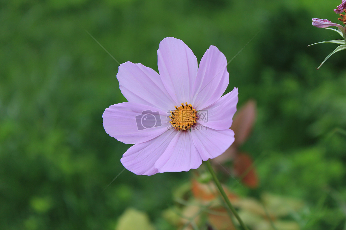 格桑花