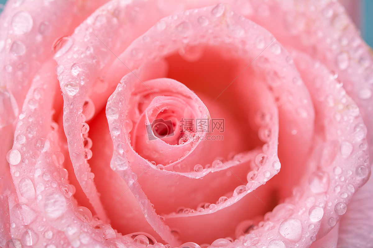 情人节粉色玫瑰高清电脑壁纸_电脑主题网
