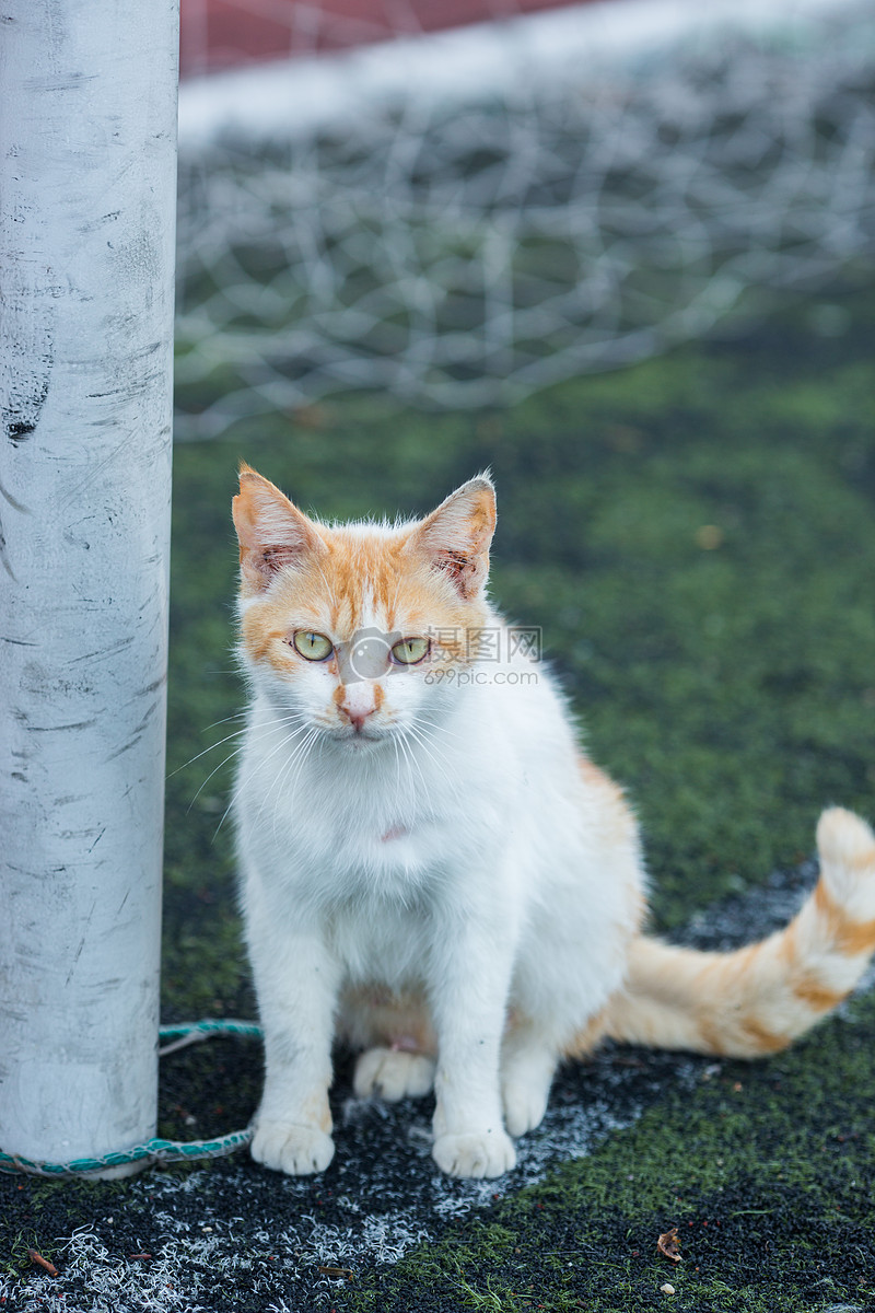 学校操场上的流浪猫