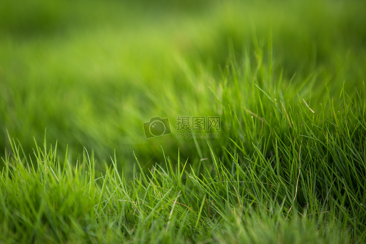 草地的背景高清图片下载-正版图片500617369-摄图网