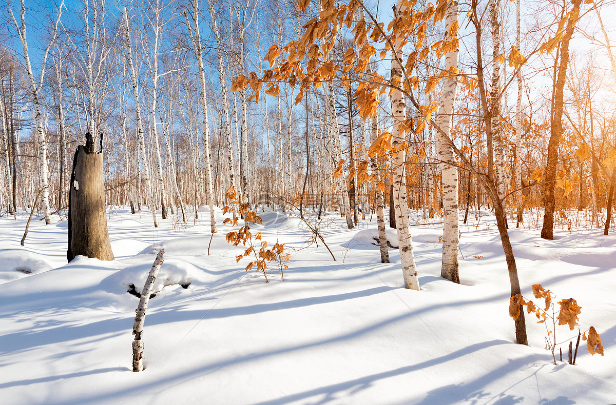 Wallpaper : snow, branch, ice, frost, spruce, fir, Freezing, tree ...