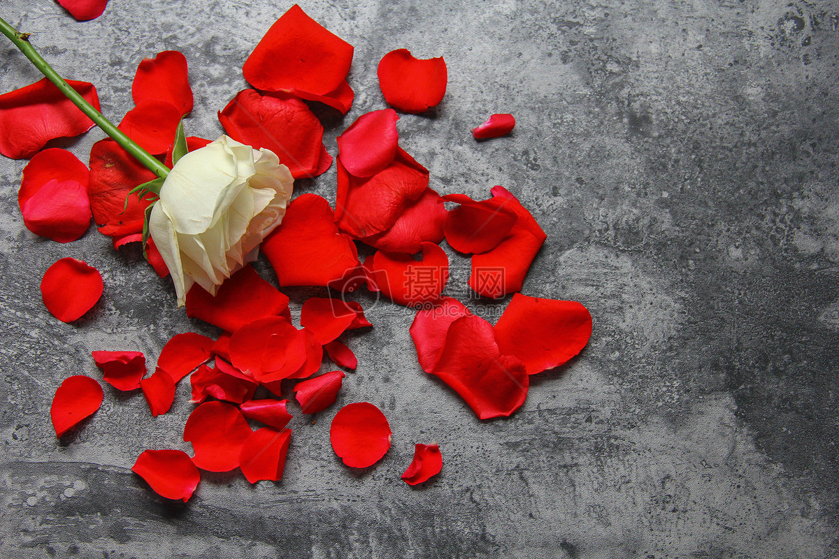 红玫瑰花瓣摄影图高清摄影大图-千库网