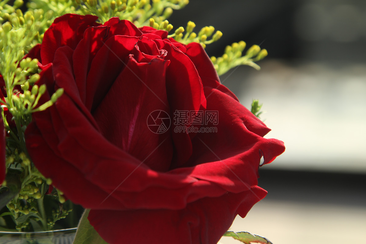 玫瑰花