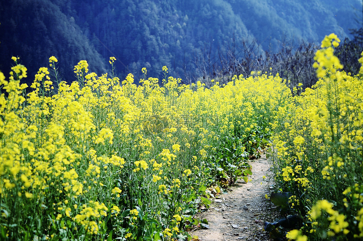 春季歙县石潭村油菜花