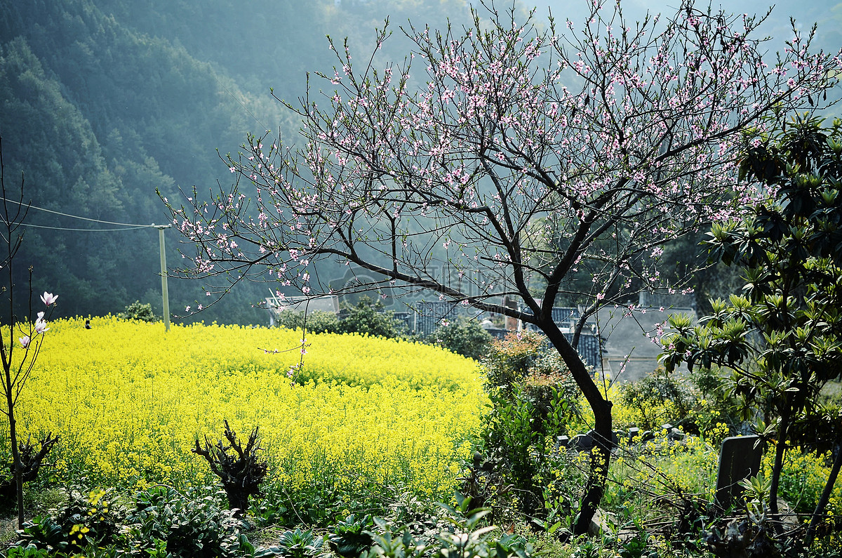 新浪微博  花瓣 举报 标签: 安徽歙县山村日落春季村庄歙县油菜花石潭