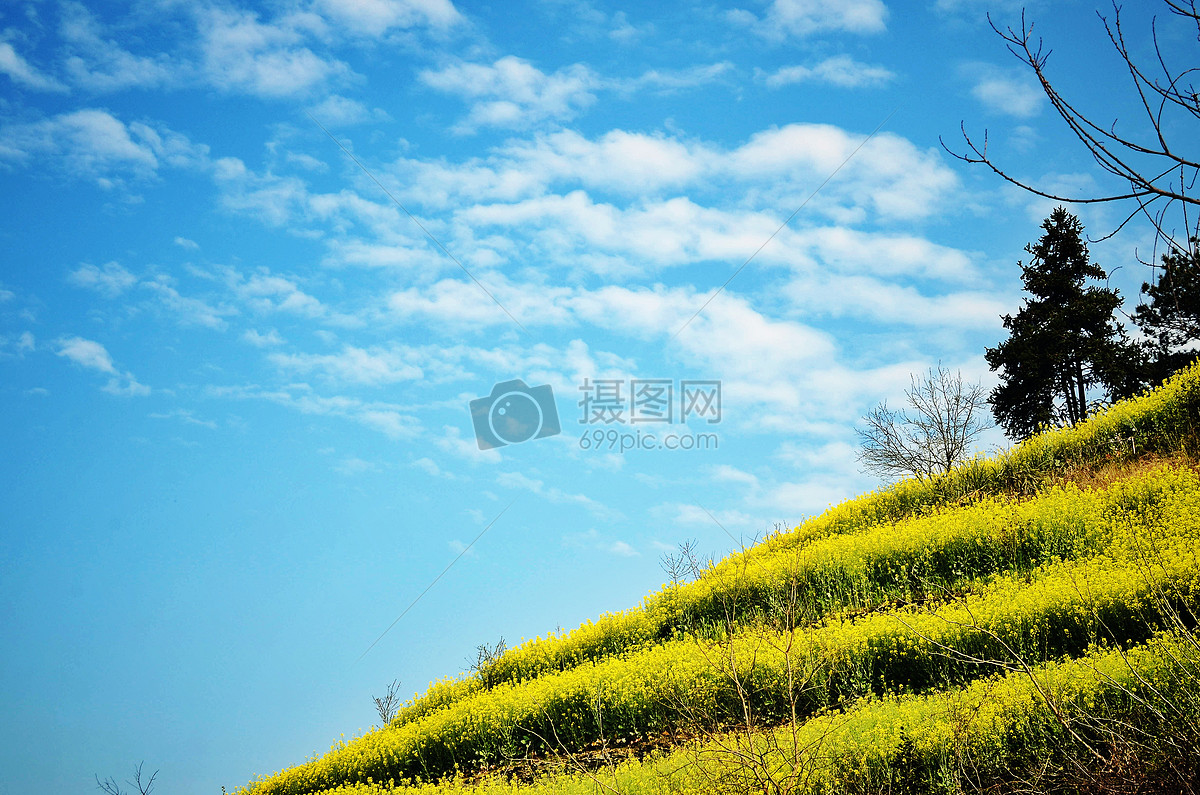 春季歙县石潭村油菜花