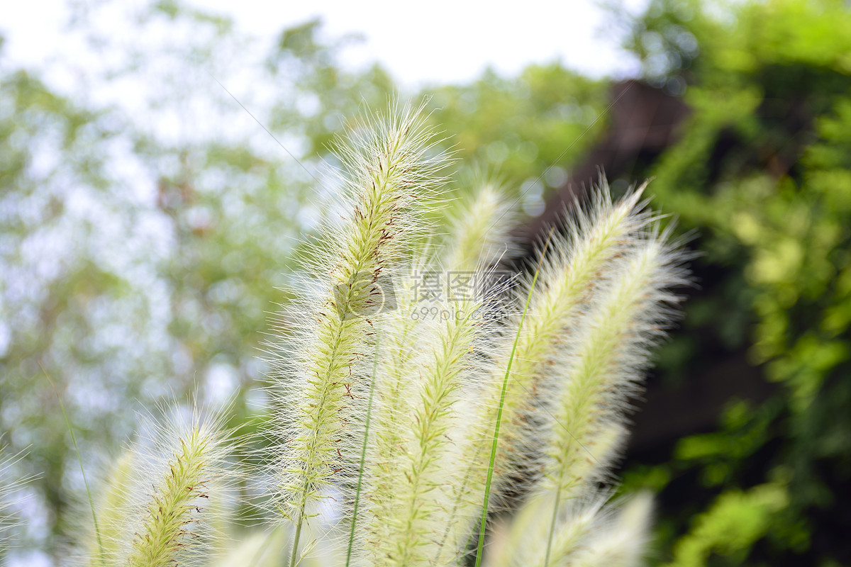 顾村公园的狗尾巴草