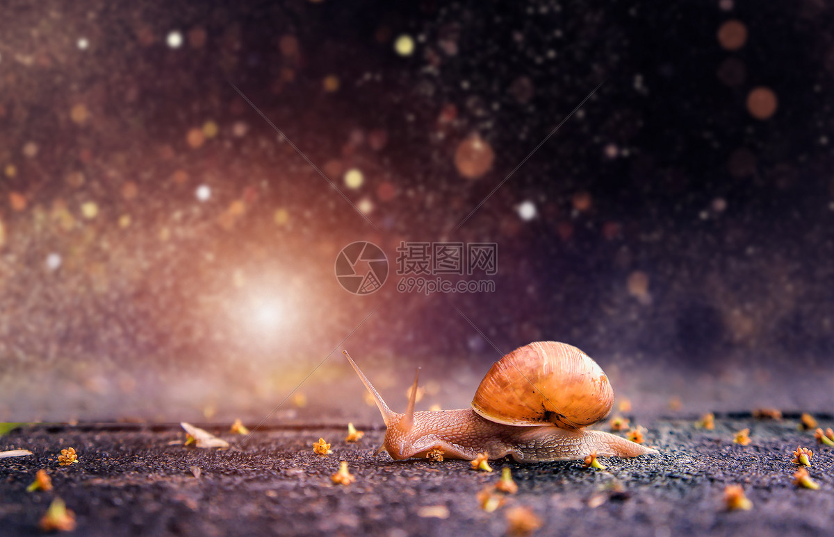 打伞的蜗牛唯美,蜗牛打伞的图片 - 伤感说说吧
