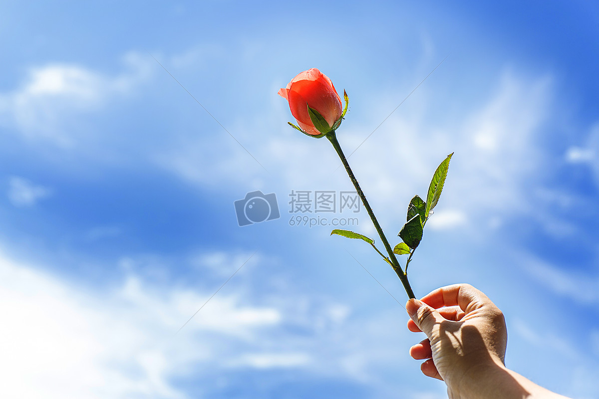 手拿一支玫瑰花高清图片下载-正版图片500552230-摄图网