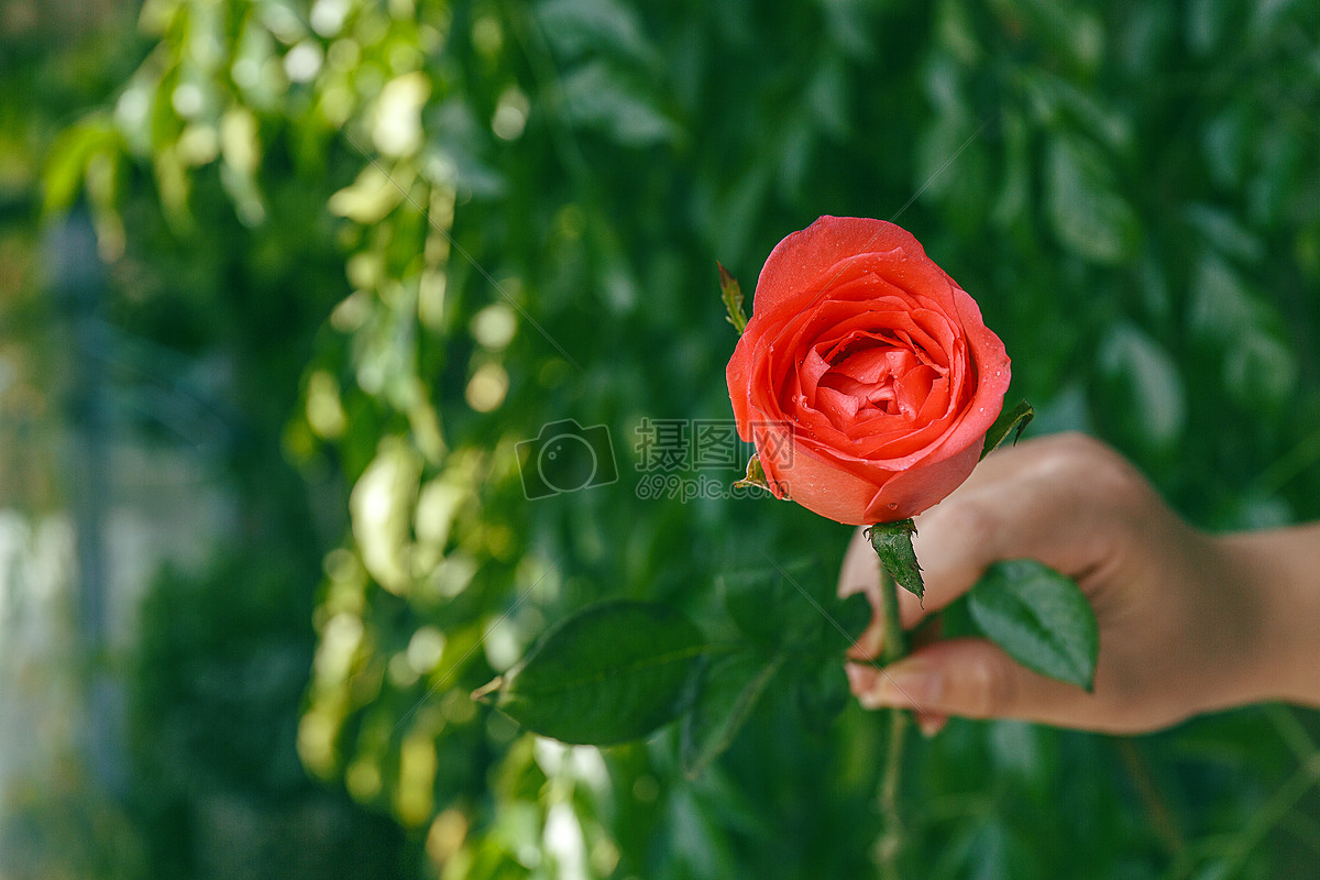 手拿一支玫瑰花