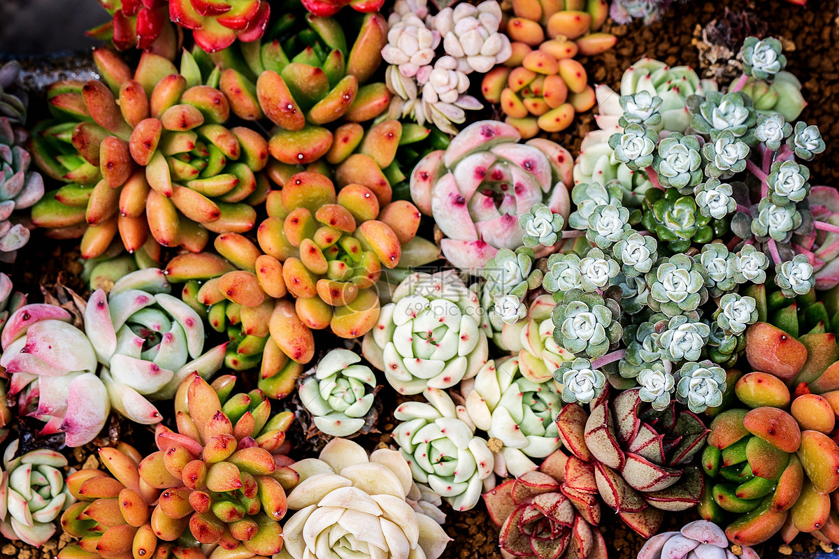 花卉，鲜花，植物，多肉植物摄影|摄影|产品摄影|SHIKI石姬 - 原创作品 - 站酷 (ZCOOL)