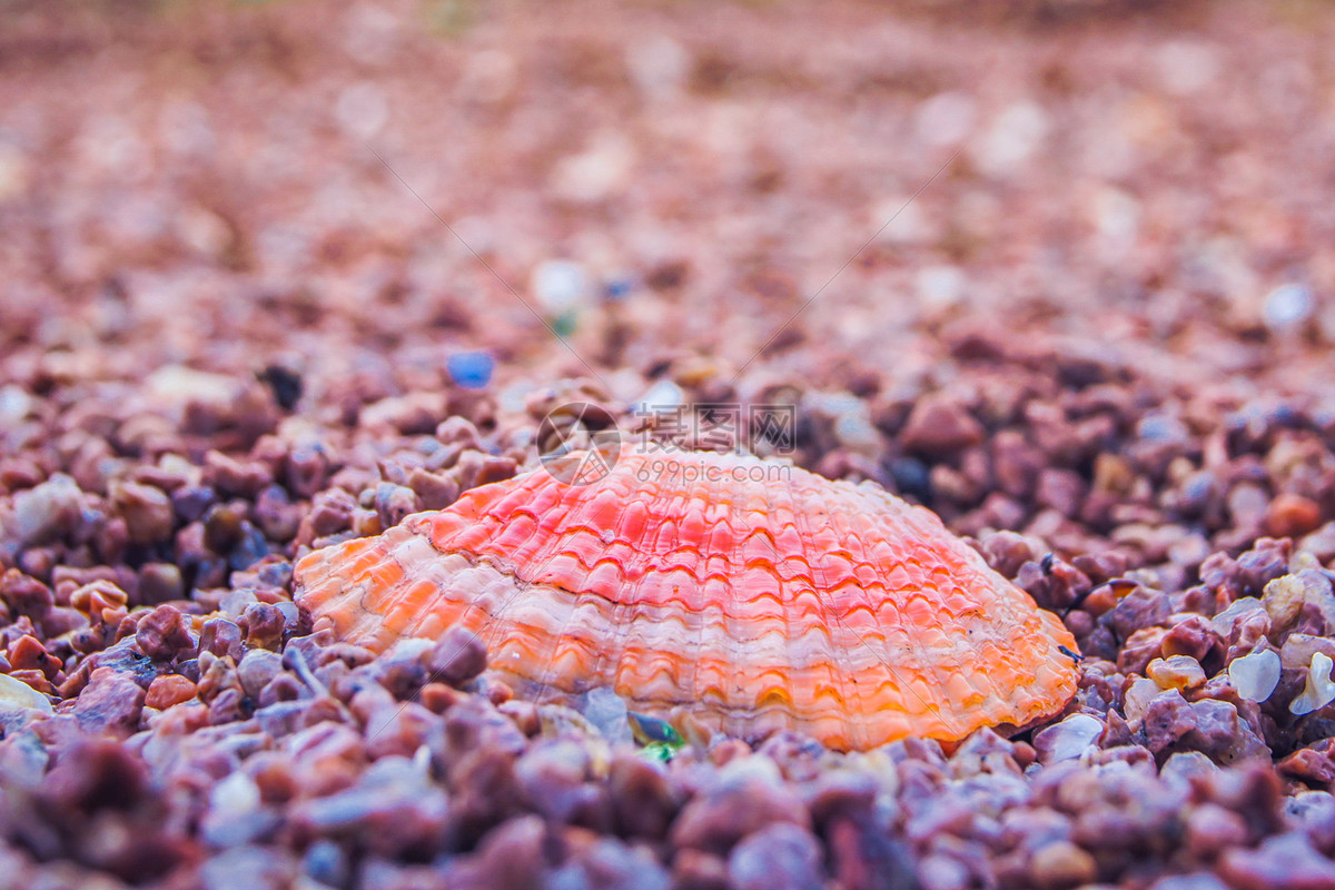 沙滩 紫色贝壳