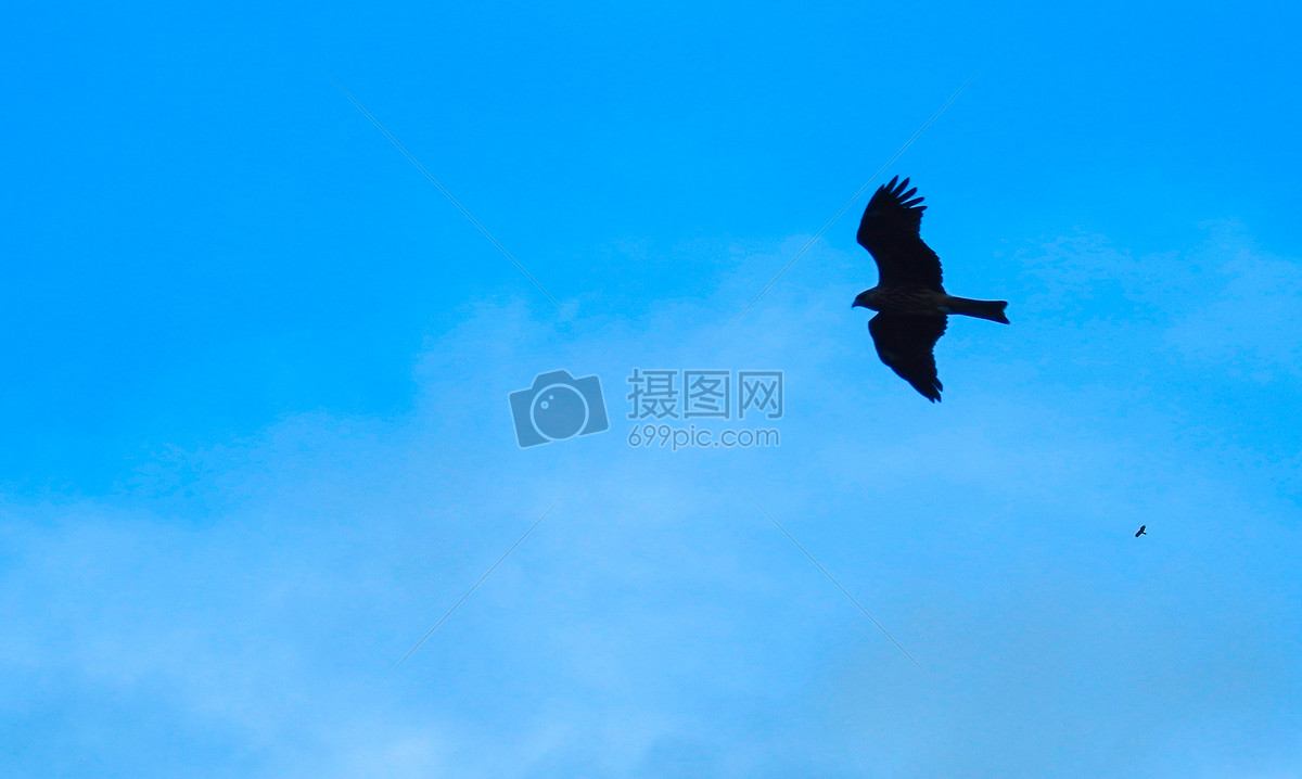 蓝天中翱翔的老鹰图片素材_免费下载_jpg图片格式_vrf