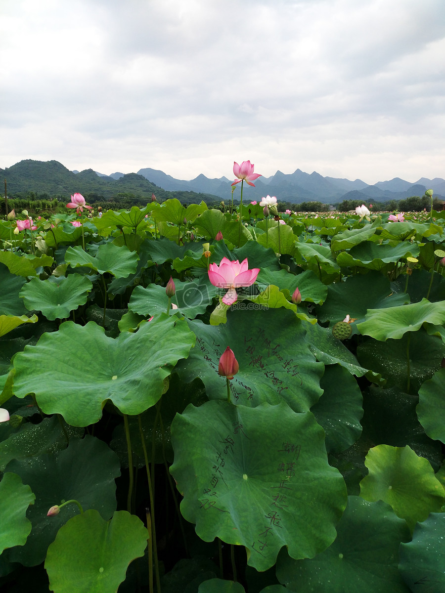 照片 自然风景 荷花池.