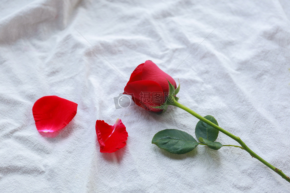 图片 照片 人物情感 红色玫瑰花情人节素材.