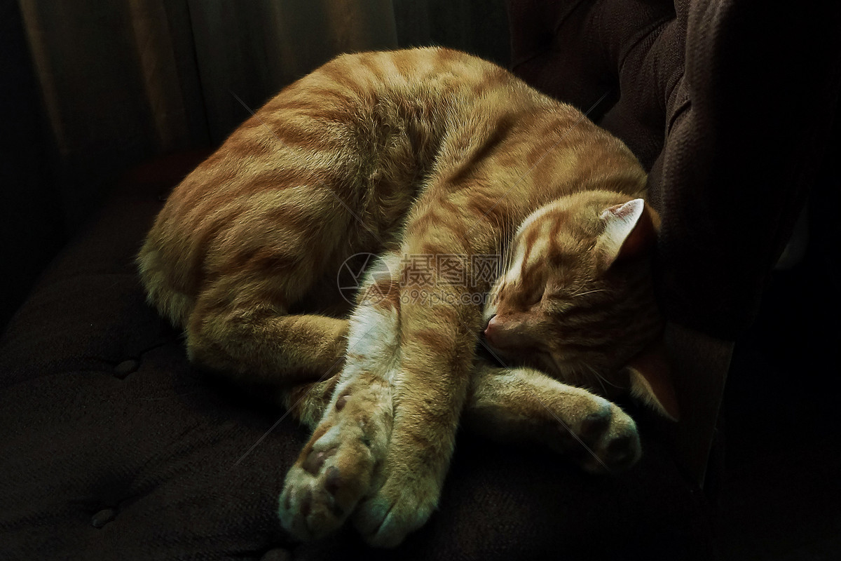 一只睡觉猫摄影图高清摄影大图-千库网