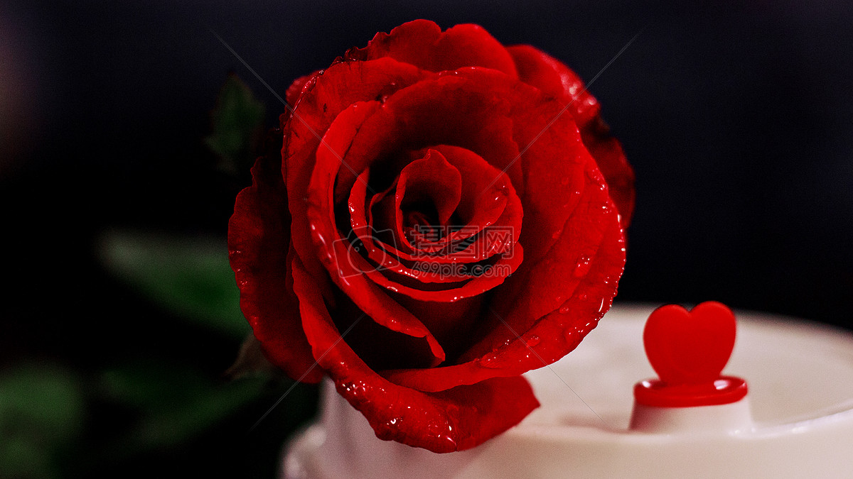 七夕爱情红玫瑰