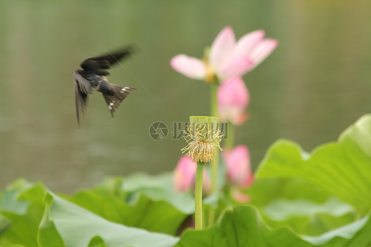 荷花小燕