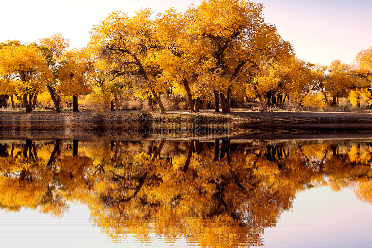免费照片： 秋天季节, 森林, 杨树, 高, 树, 木材, 景观, 秋天, 叶, 树