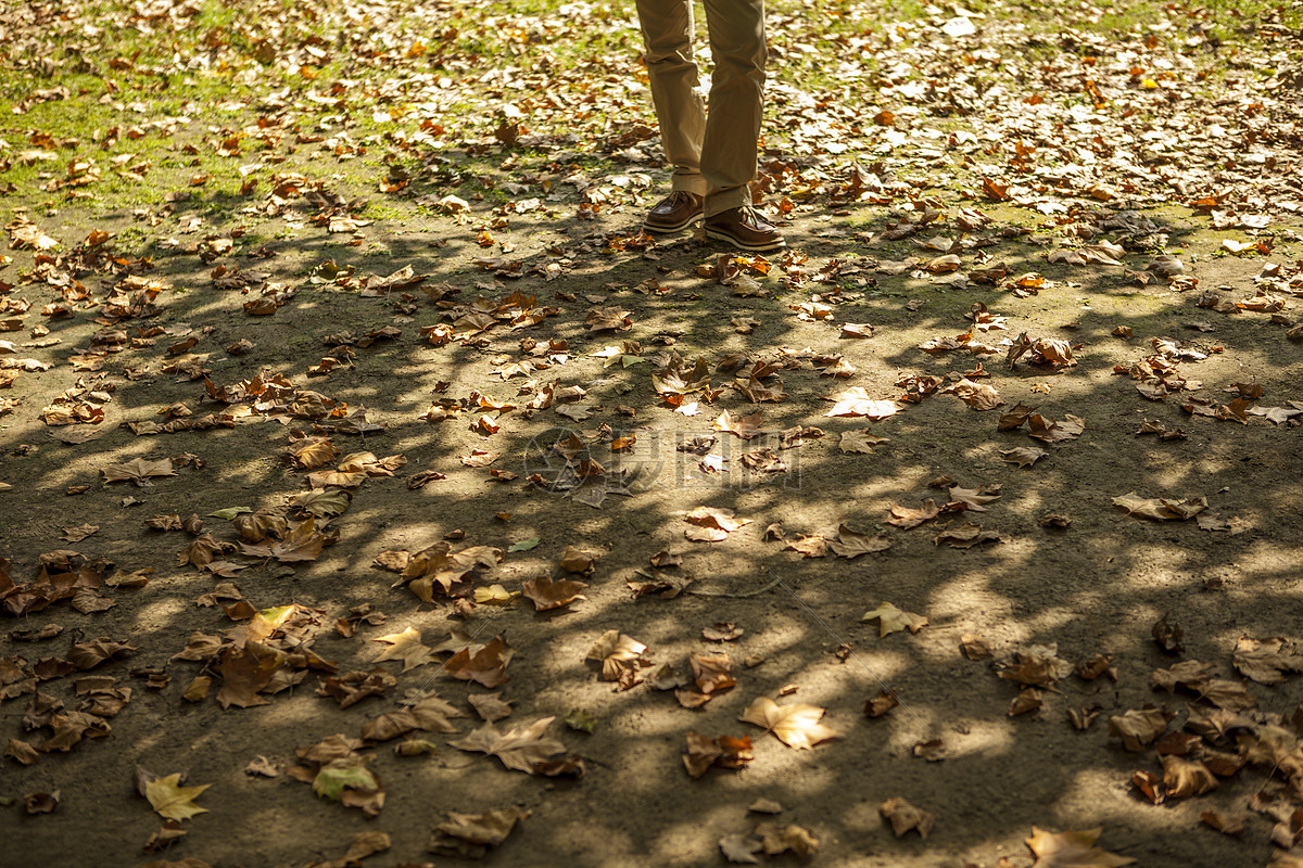 地面上的初秋落叶光影