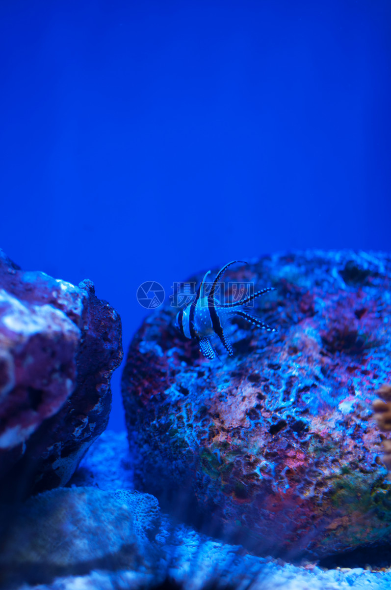 海洋生物