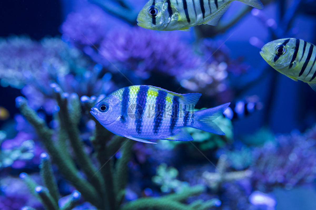 海底世界各种鱼和生物