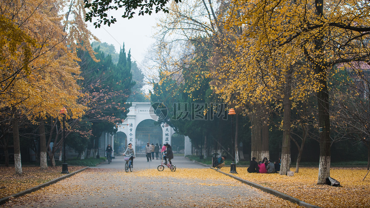 苏州大学的银杏树摄影图片免费下载_自然风景图库大全