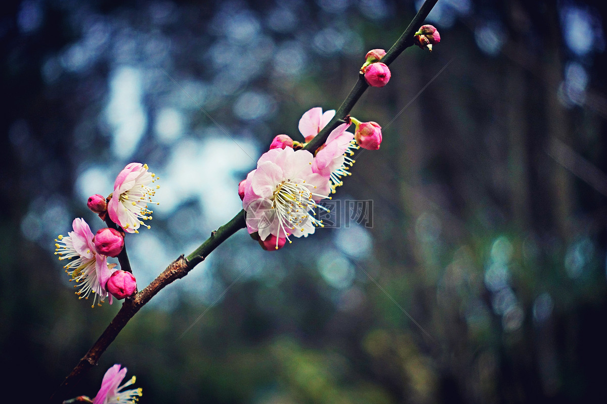 冬季梅花盛开