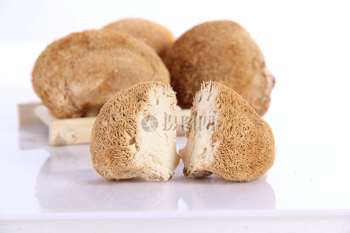 卷边桩菇-甘肃太统—崆峒山真菌-图片
