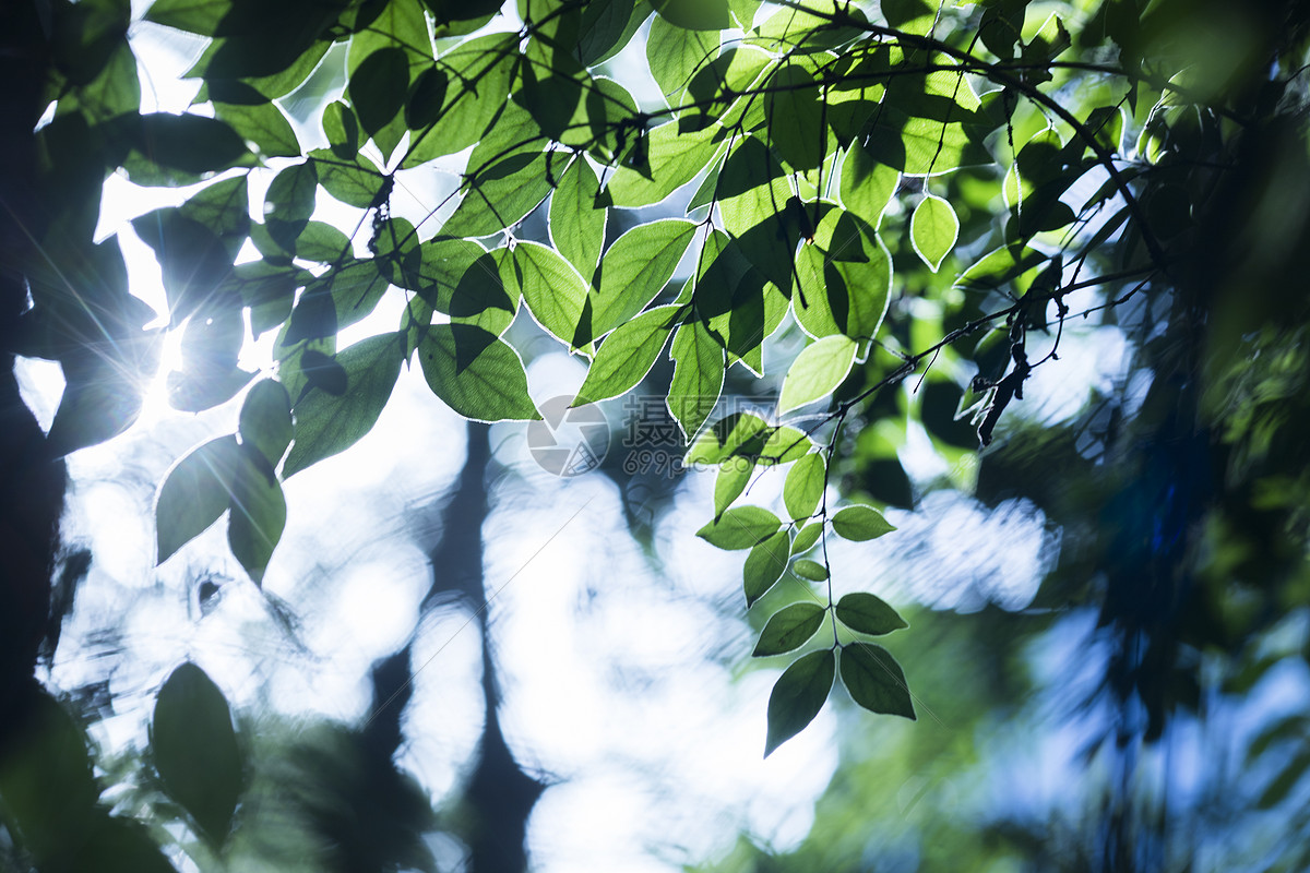 植物树叶蓝色天空摄影图配图高清摄影大图-千库网