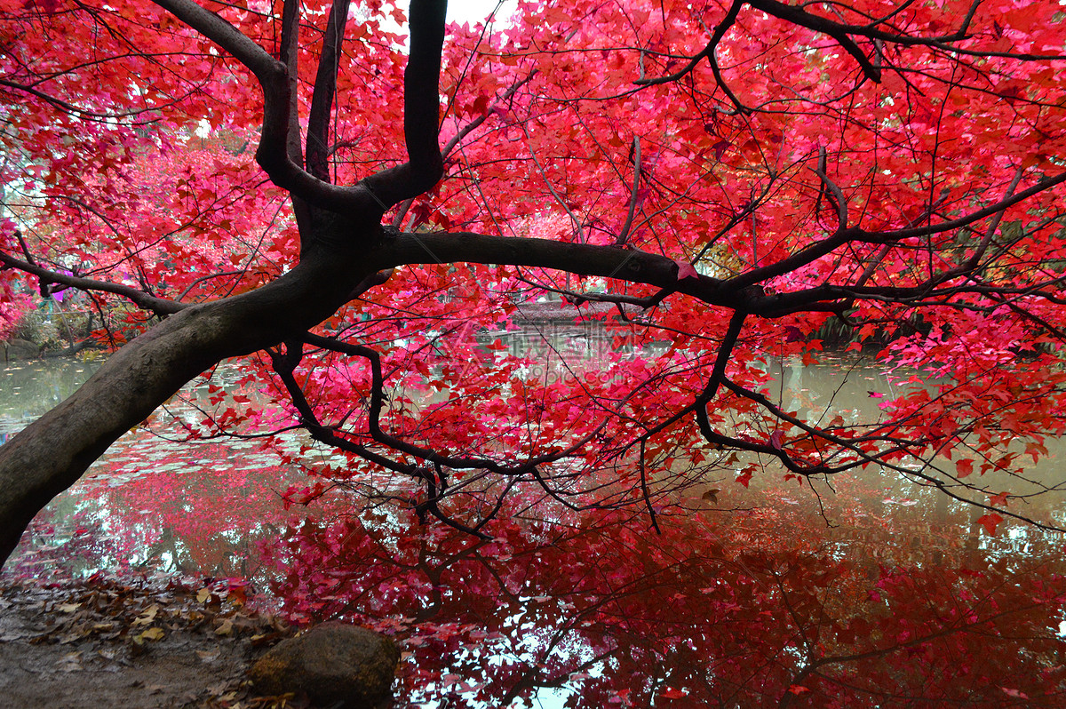 图片素材 : 秋季, 蓝天, 颜色, 秋天的树叶, 枫叶, 红, 天空, 充满活力 3008x2000 - ljwong - 1570323 ...