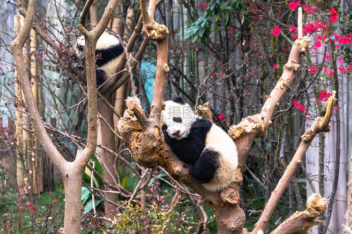大熊猫丰容是什么？动物园今起至本月底每周三科普活动来解答_饲养员