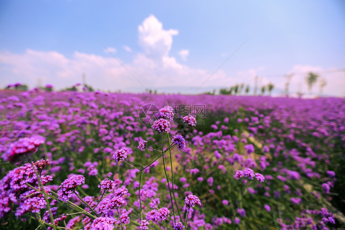 紫罗兰色的花朵-鲜花摄影宽屏壁纸预览 | 10wallpaper.com