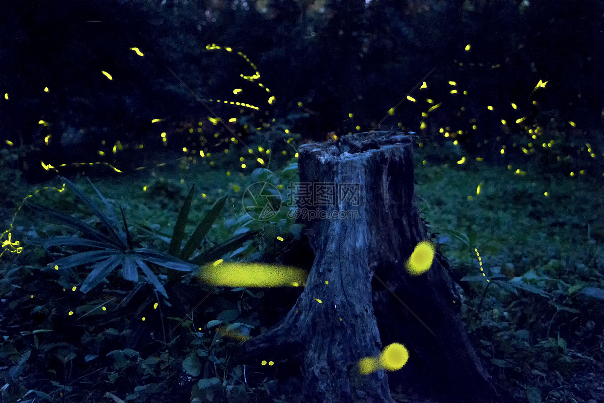 萤火虫|摄影|风光摄影|Yomiro - 原创作品 - 站酷 (ZCOOL)