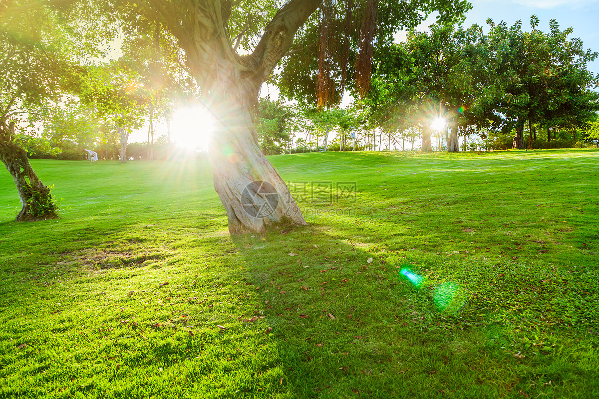 阳光照射到公园的草地上 - 免费可商用图片 - CC0素材网