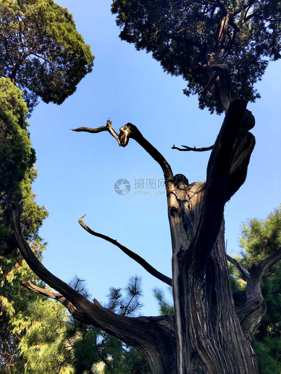照片 自然风景 北京颐和园内古树.